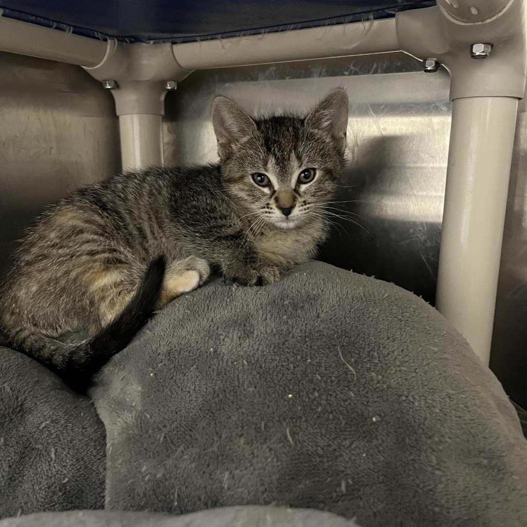 Enlarge Siri, a Adoptable Domestic Short Hair in Detroit Lakes, MN image 1/1