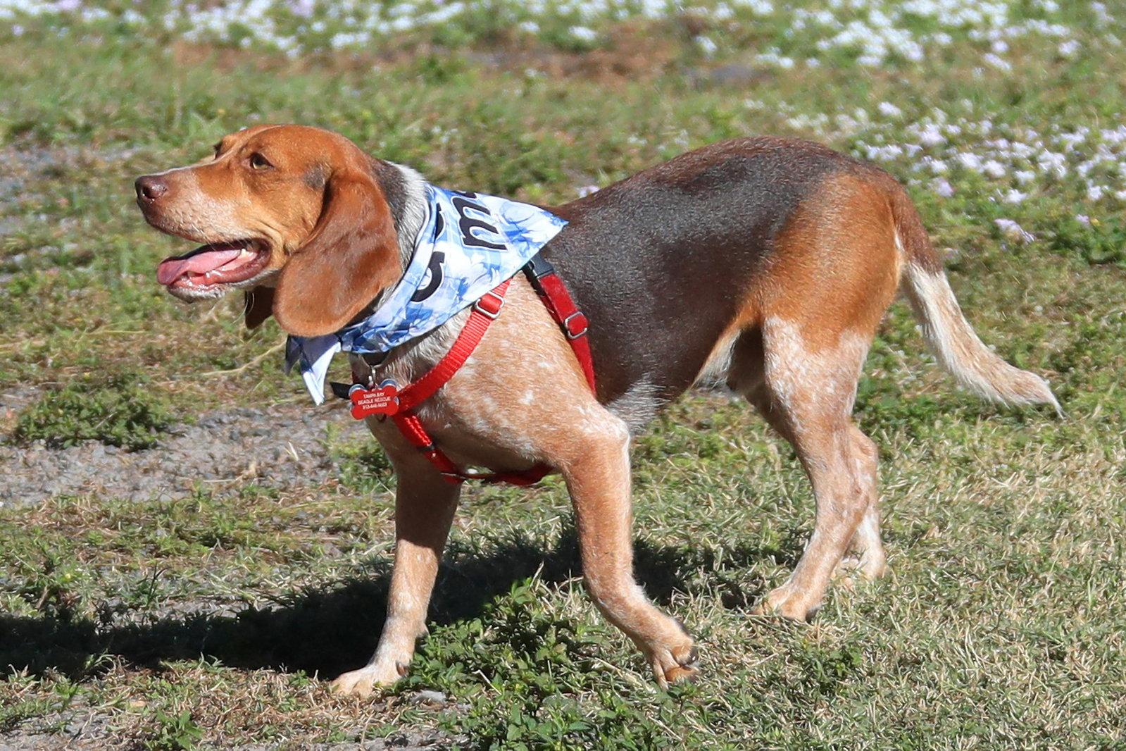 Baro, Adopted, Adult Male Beagle.