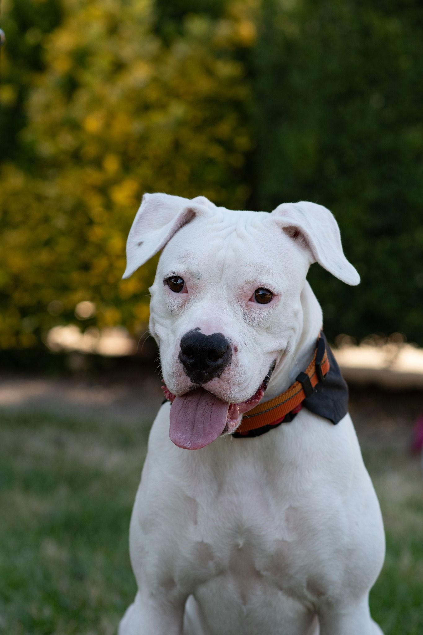 Pearl, Adopted, Adult Female Boxer.