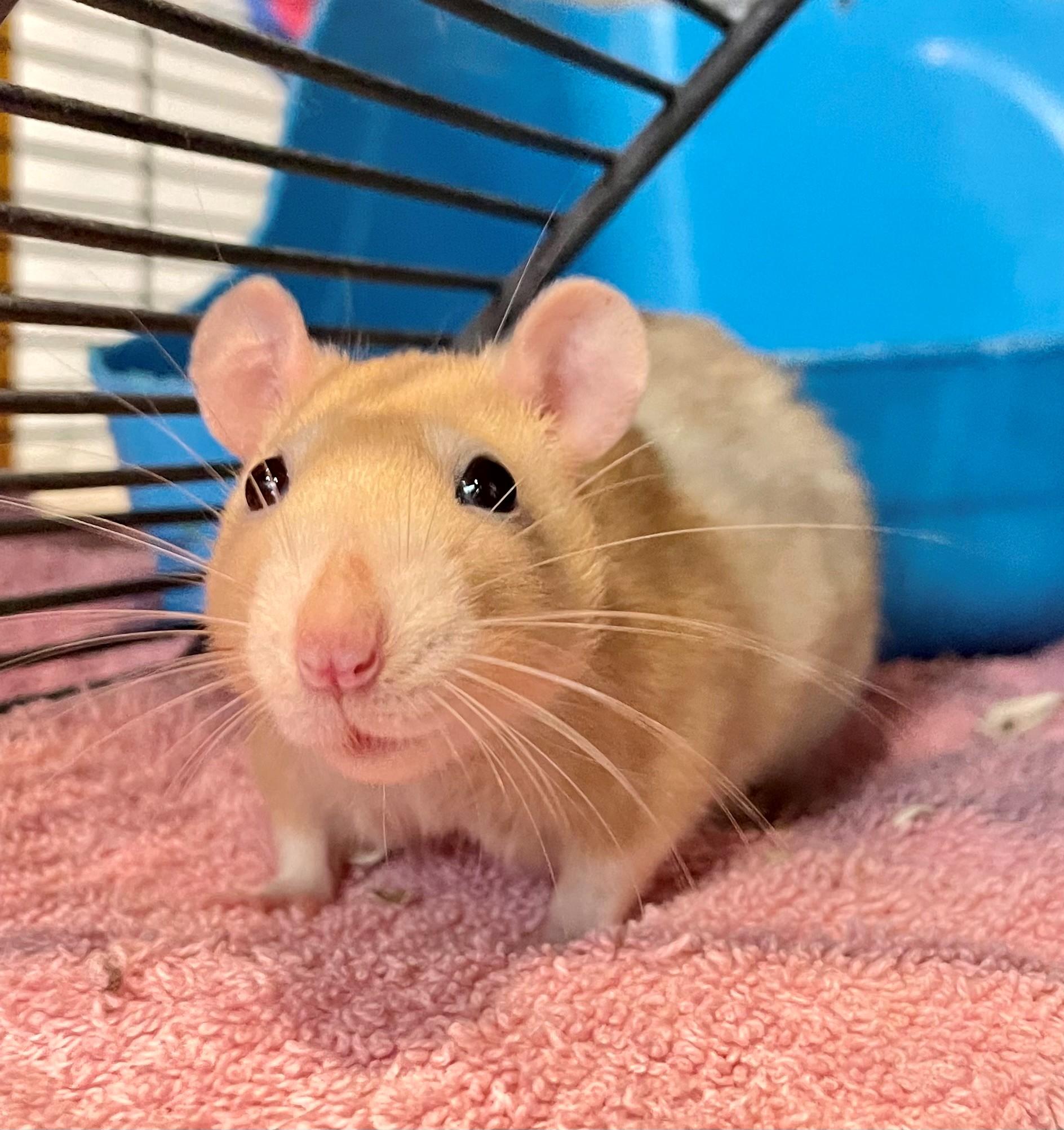 Enlarge Mary & Her Mary-acles, an adoptable Rat in Hamilton, ON image 1/6