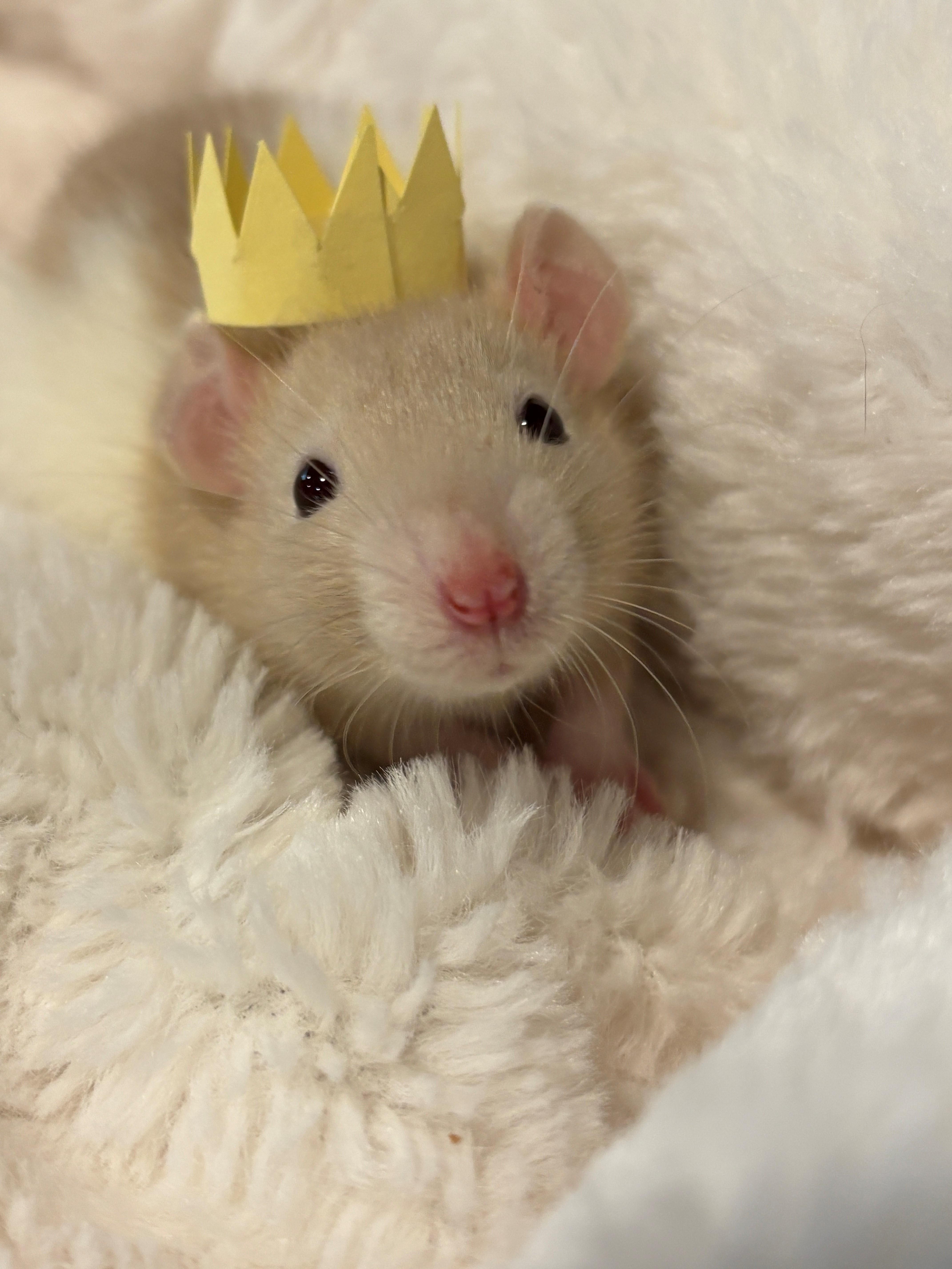 Enlarge Mary & Her Mary-acles, an adoptable Rat in Hamilton, ON image 4/6