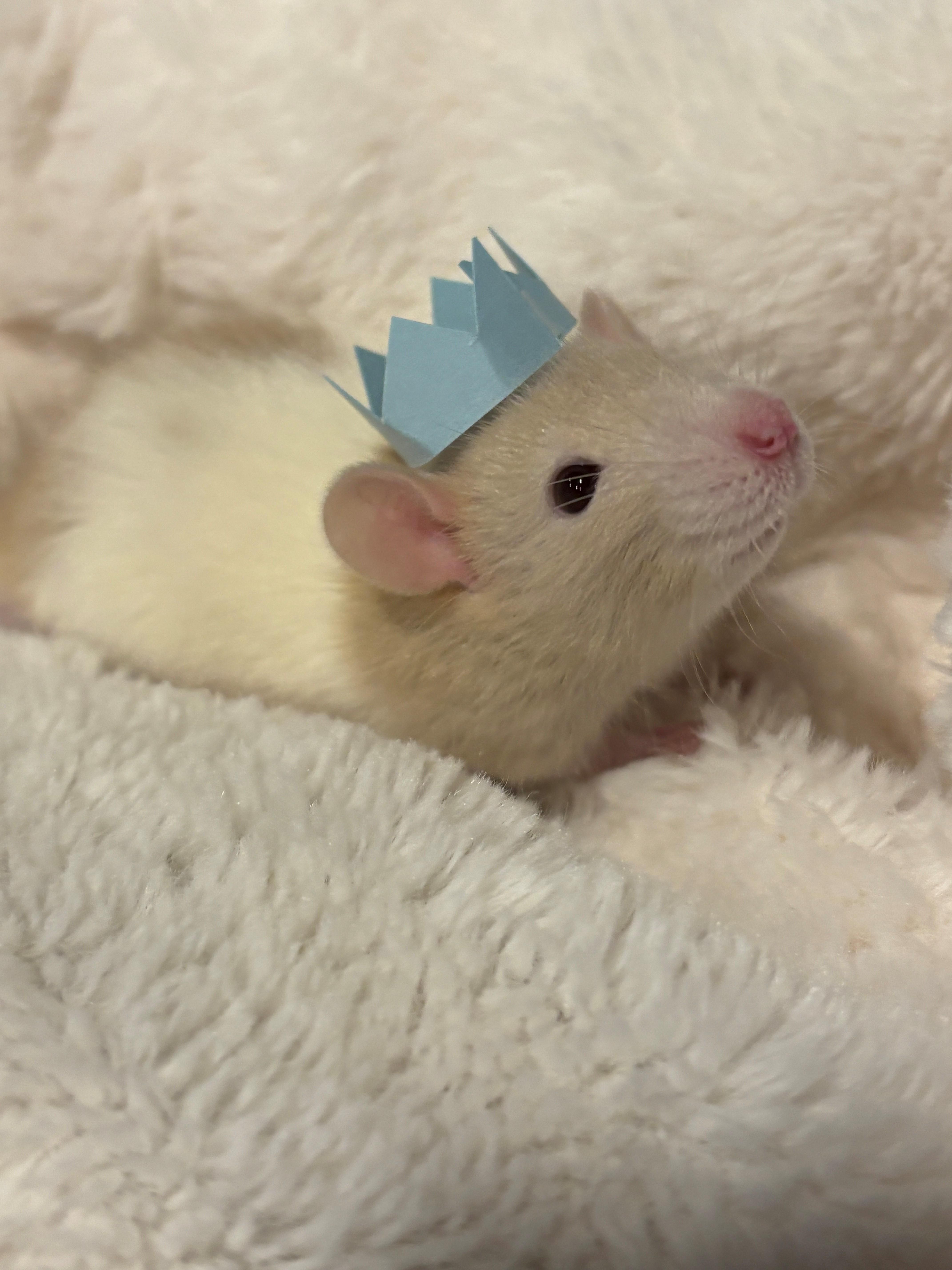 Enlarge Mary & Her Mary-acles, an adoptable Rat in Hamilton, ON image 3/6