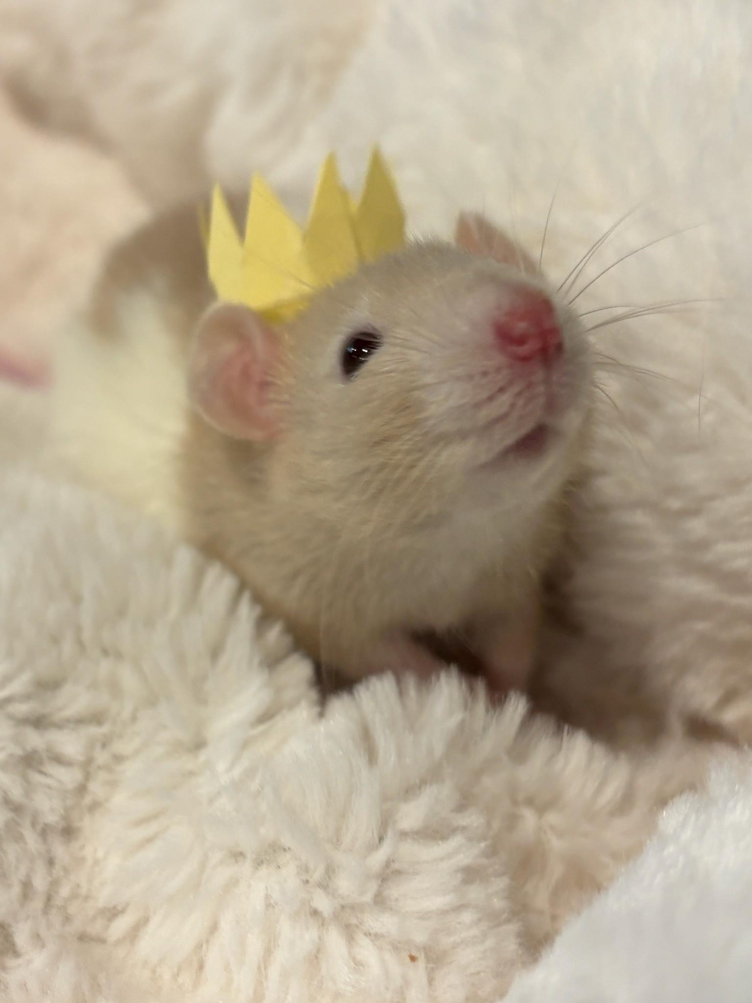 Enlarge Mary & Her Mary-acles, an adoptable Rat in Hamilton, ON image 6/6