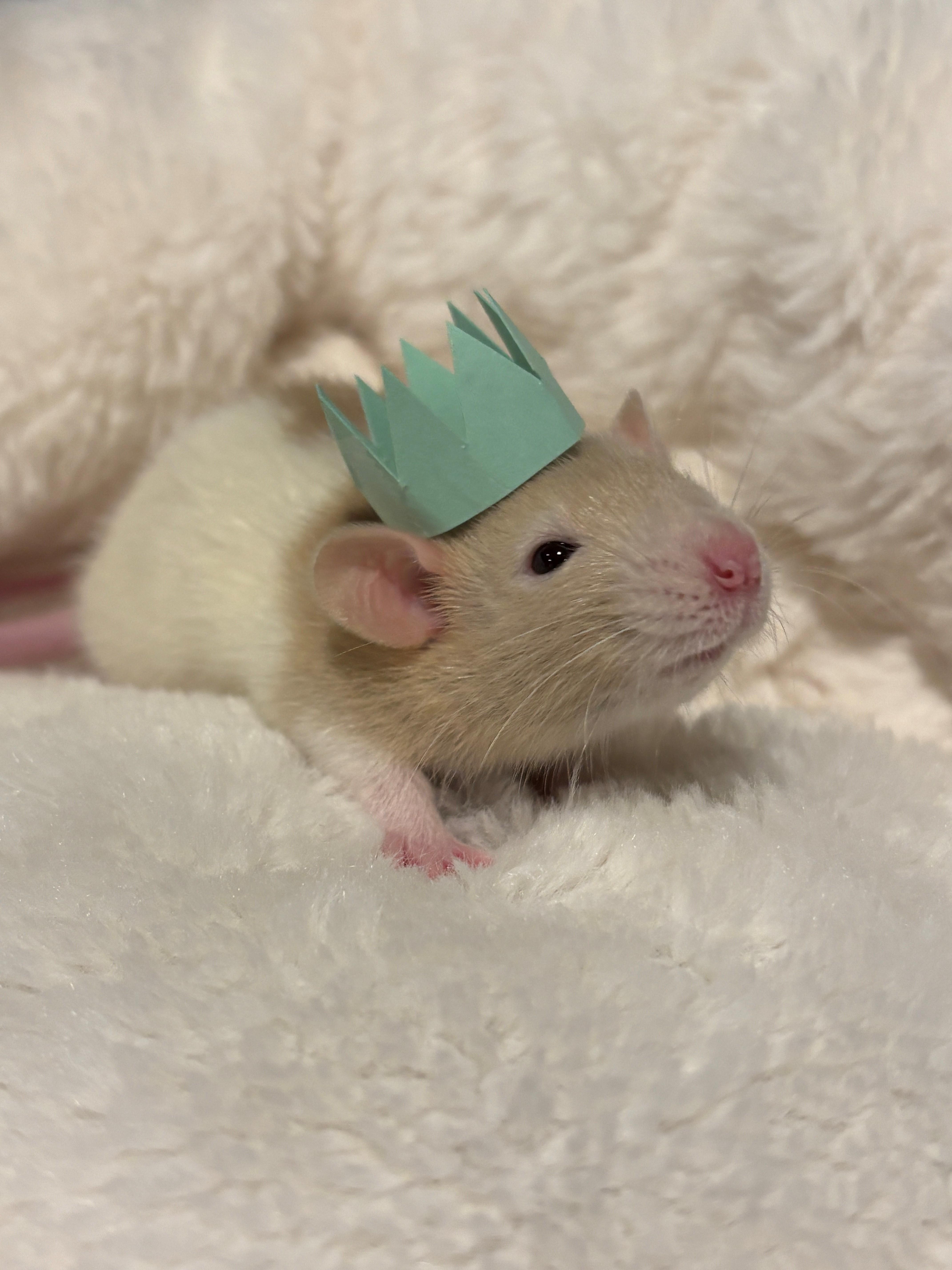 Enlarge Mary & Her Mary-acles, an adoptable Rat in Hamilton, ON image 5/6