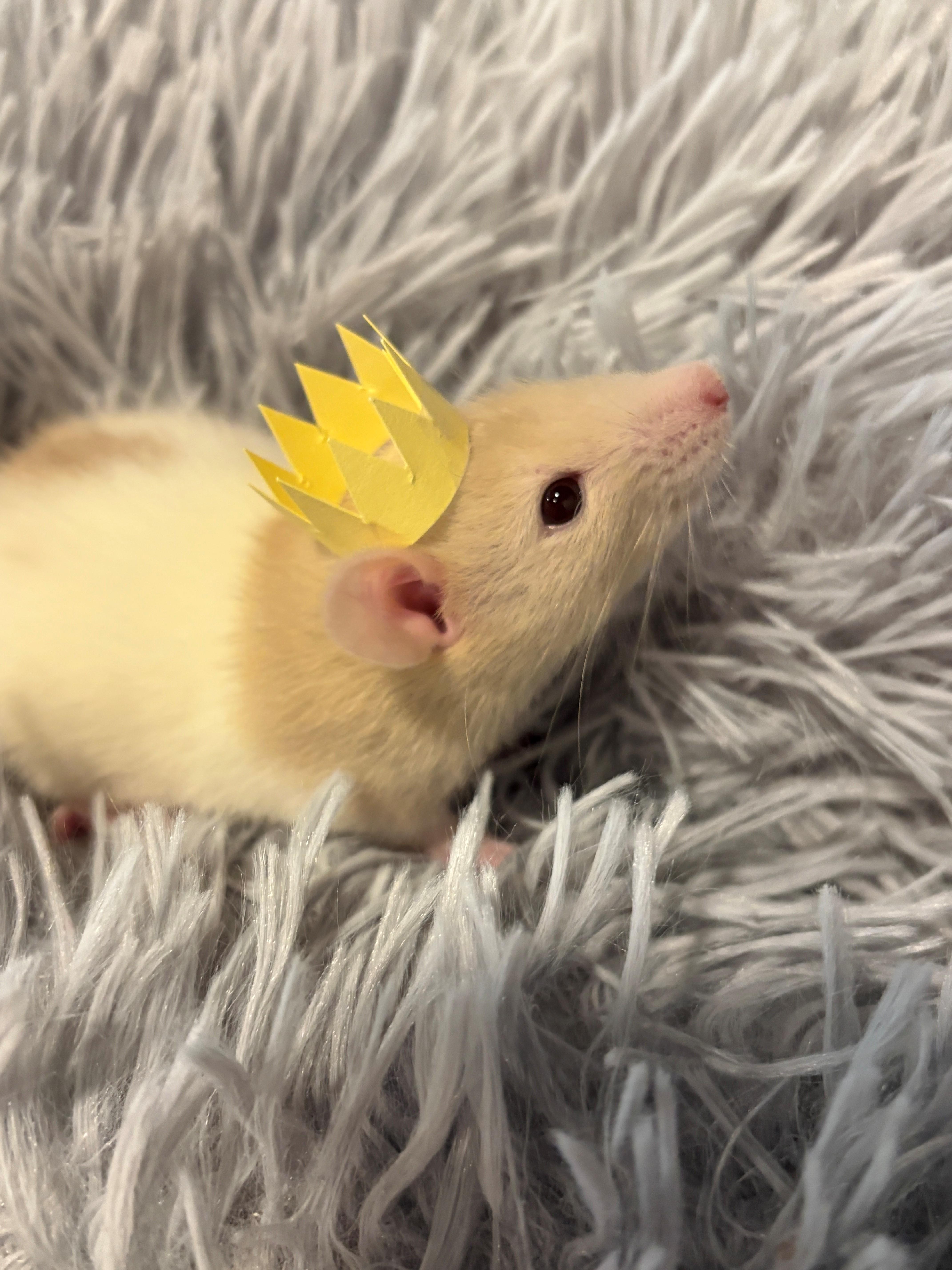 Mary's Mary-acles, adoptable, Baby Male Rat.