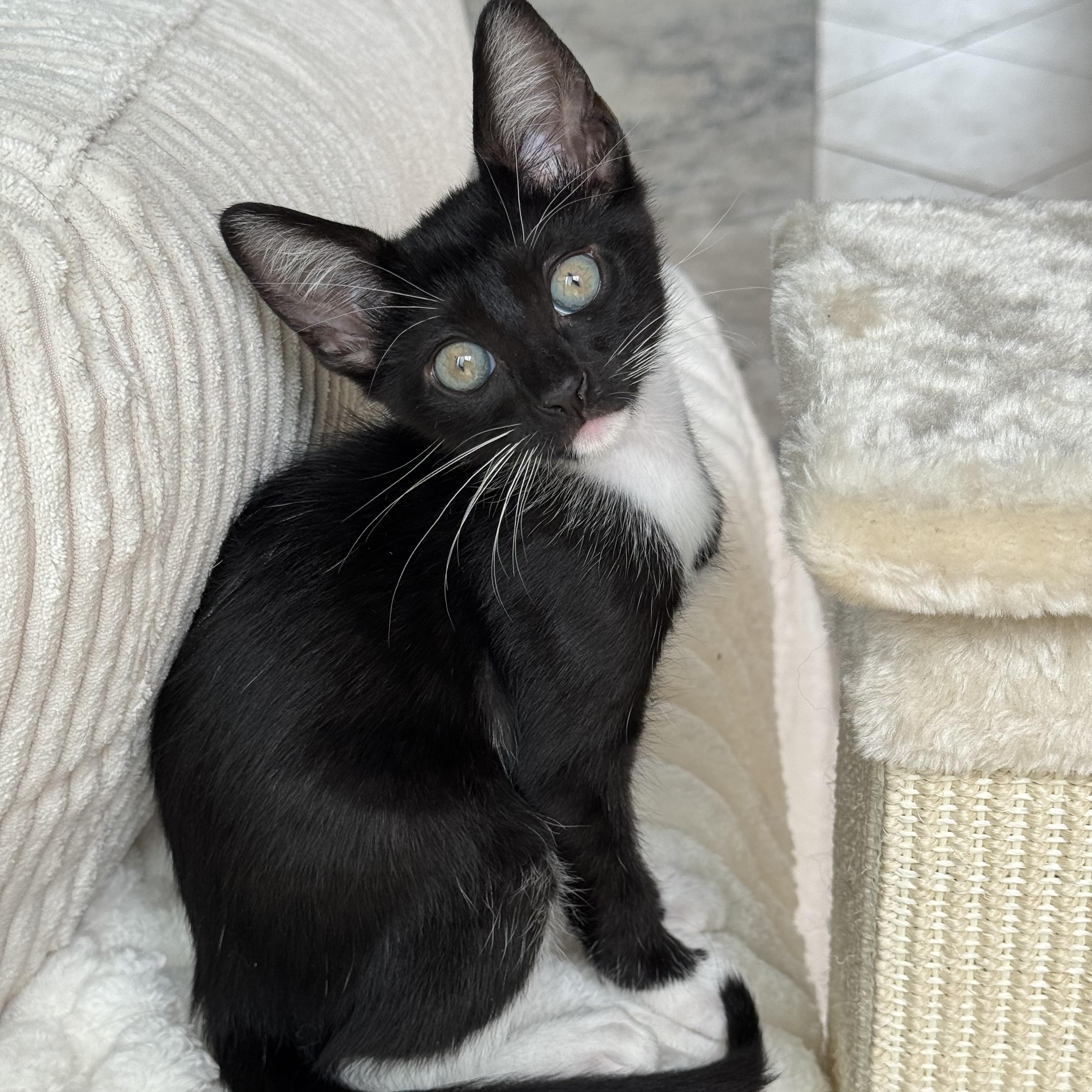 Casey, a Adopted mixed breed in Windermere, FL image 3/6