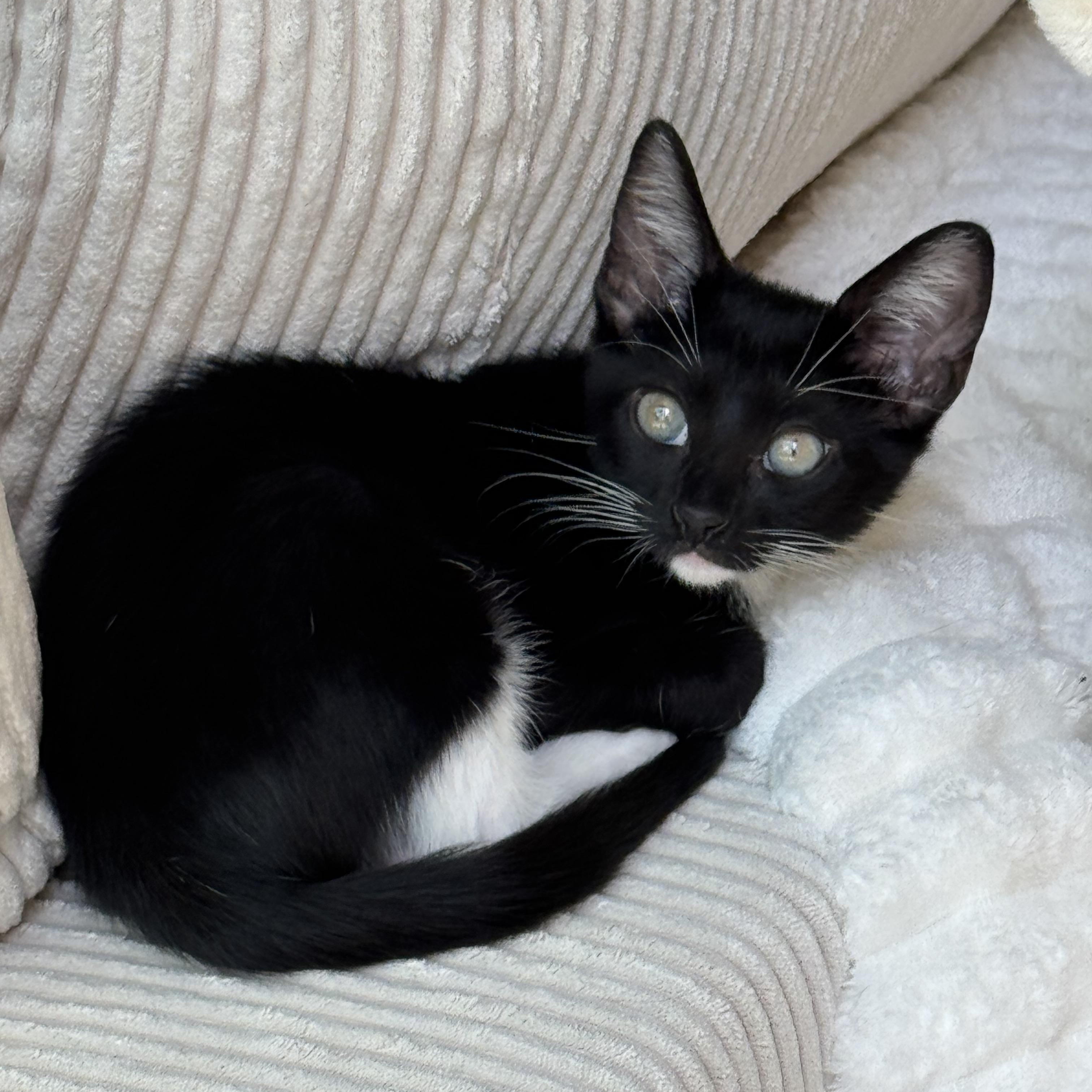 Casey, a Adopted mixed breed in Windermere, FL image 2/6