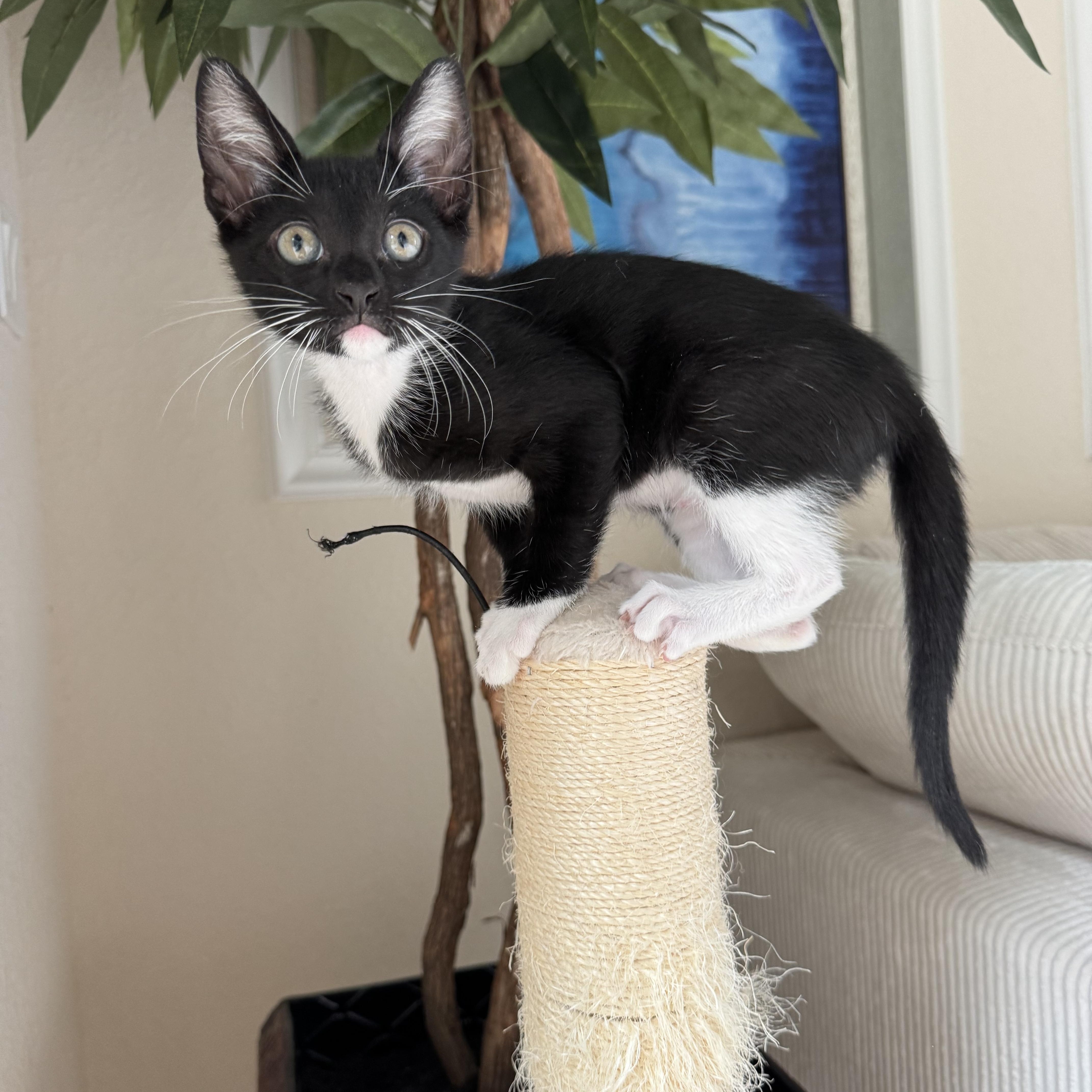 Casey, Adopted, Kitten Female Domestic Short Hair.