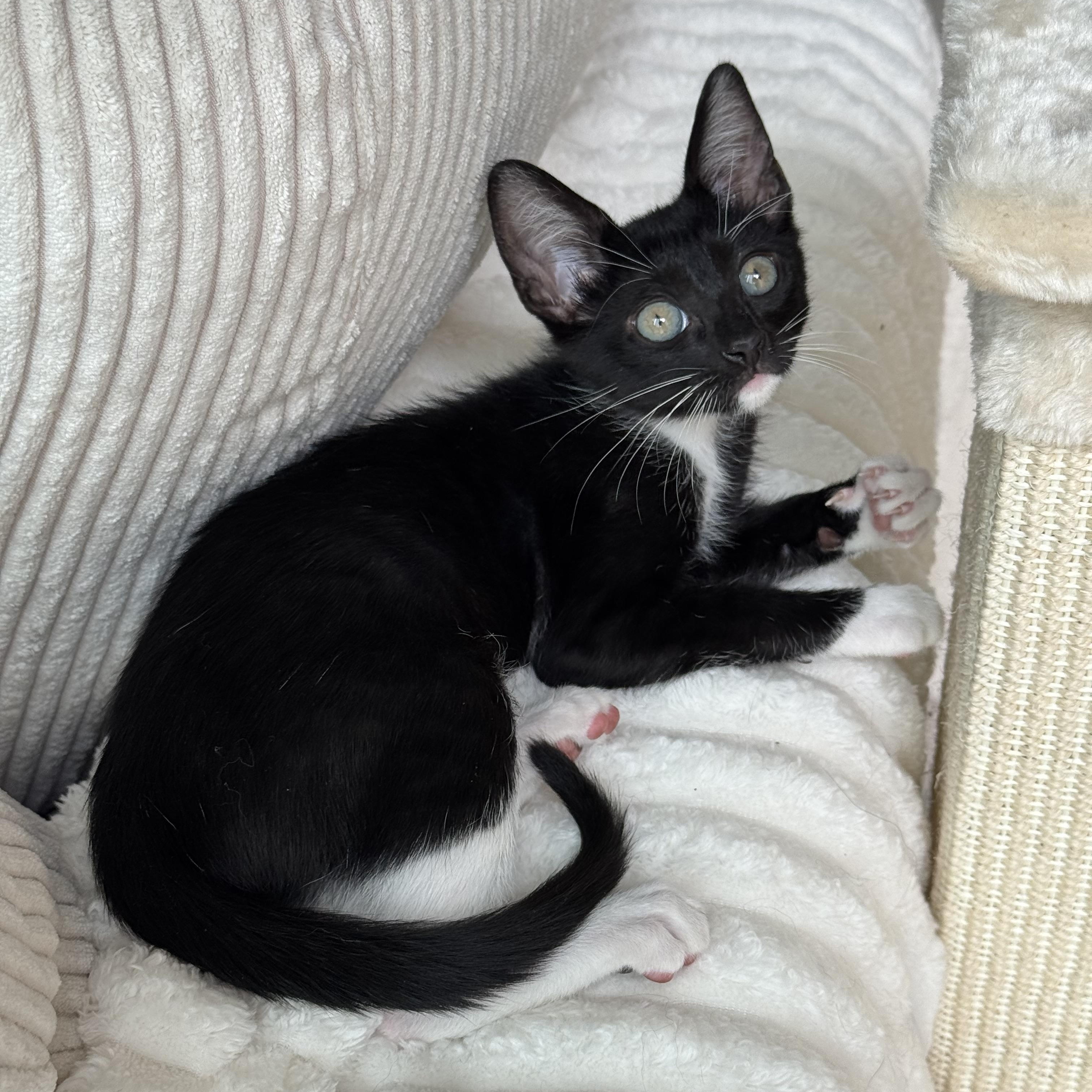 Casey, a Adopted mixed breed in Windermere, FL image 5/6