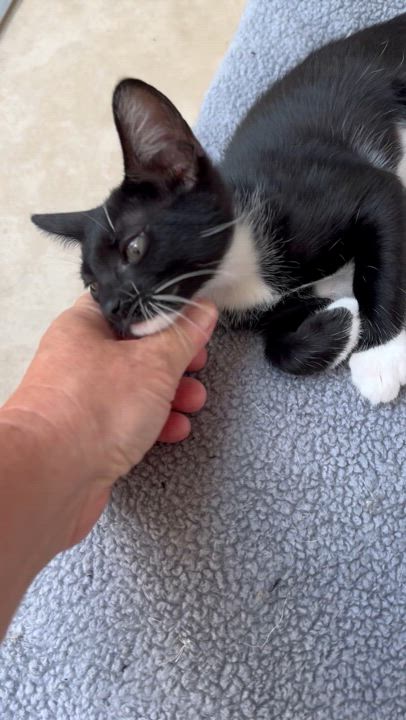 Enlarge Casey, a Adopted mixed breed in Windermere, FL video 4/6