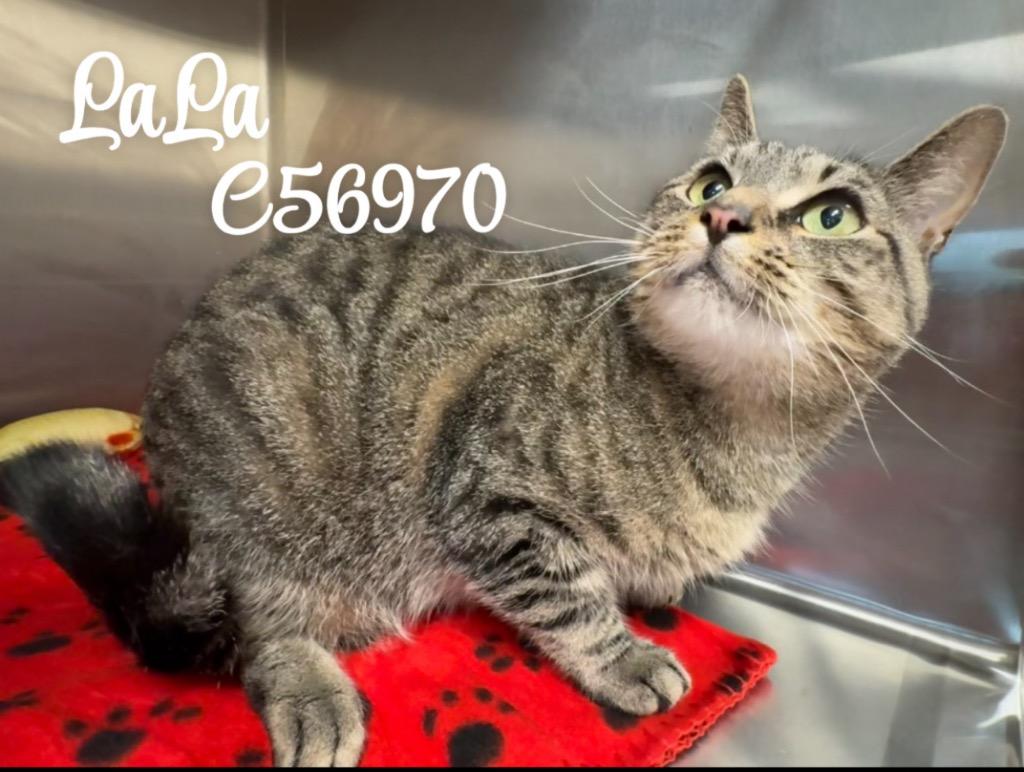 LaLa, Adoptable, Young Female Domestic Short Hair.