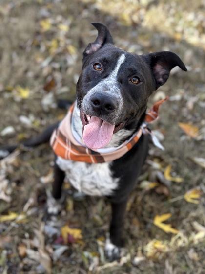 Rooster, Adoptable, Adult Male Basenji & Cattle Dog.