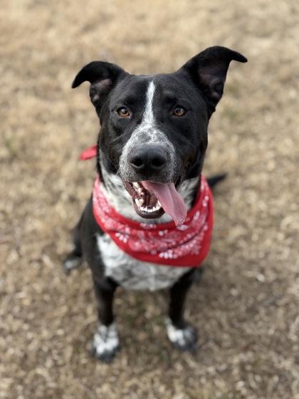 Enlarge Rooster, a Adoptable mixed breed in Bartlesville, OK image 2/3