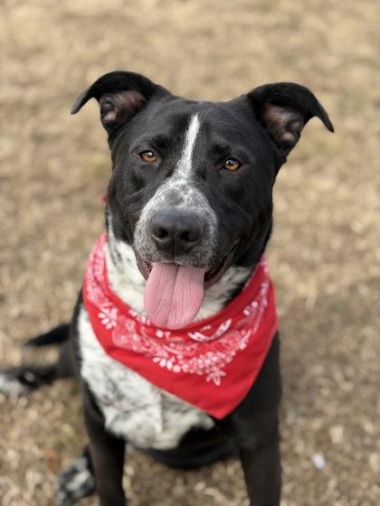Enlarge Rooster, a Adoptable mixed breed in Bartlesville, OK image 3/3