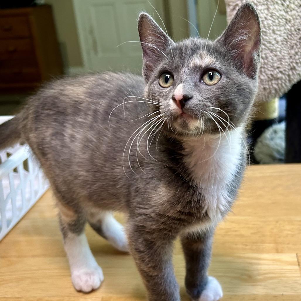 Enlarge Sabrina Carpenter, a Adoptable Domestic Short Hair in Huntsville, AL image 1/4