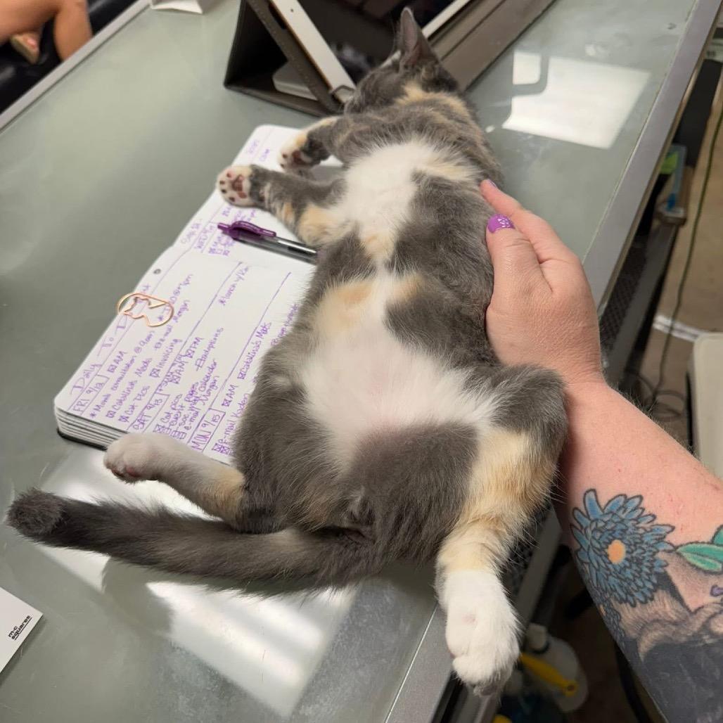 Enlarge Sabrina Carpenter, a Adoptable Domestic Short Hair in Huntsville, AL image 2/4