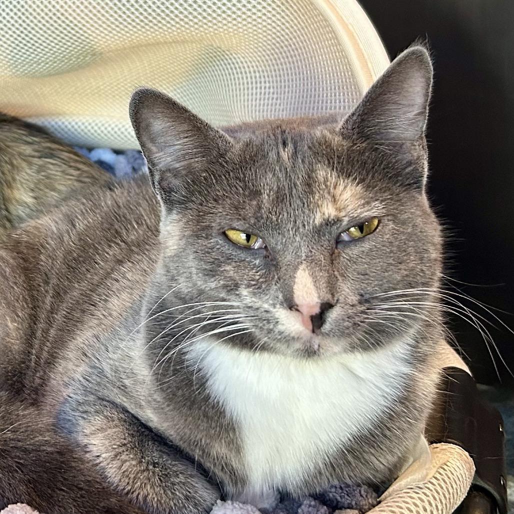 Enlarge Sabrina Carpenter, a Adoptable Domestic Short Hair in Huntsville, AL image 3/6