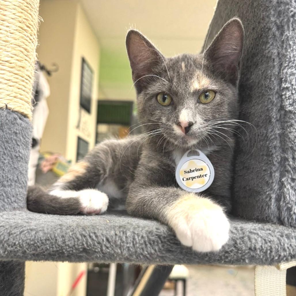 Enlarge Sabrina Carpenter, a Adoptable Domestic Short Hair in Huntsville, AL image 3/4