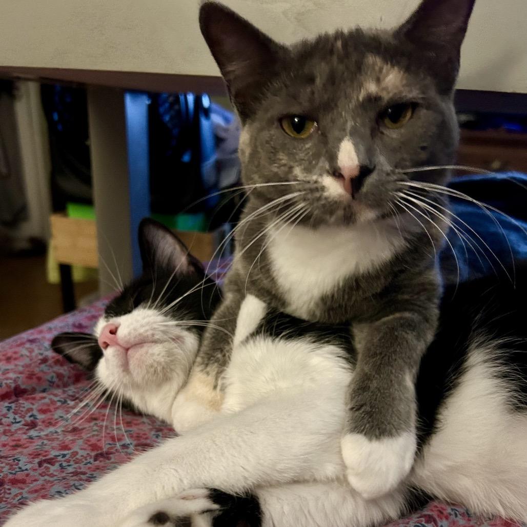 Enlarge Sabrina Carpenter, a Adoptable Domestic Short Hair in Huntsville, AL image 5/6