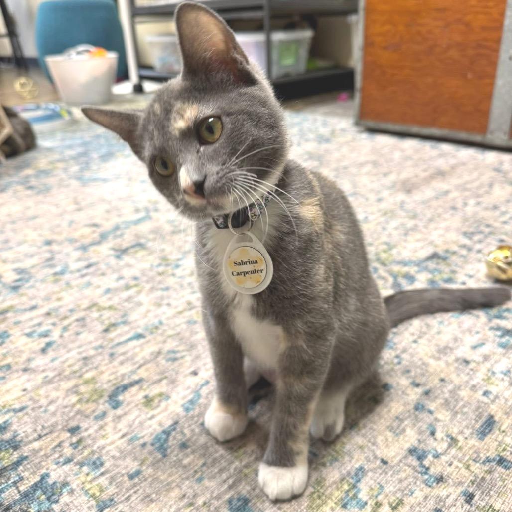 Enlarge Sabrina Carpenter, a Adoptable Domestic Short Hair in Huntsville, AL image 4/4