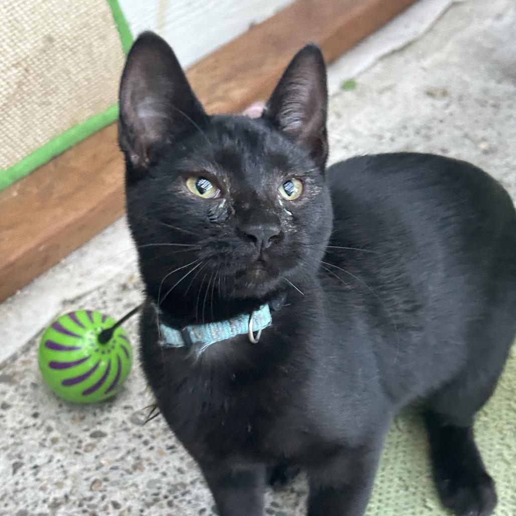 Enlarge Sigford, a Adoptable Domestic Short Hair in Veneta, OR image 1/2
