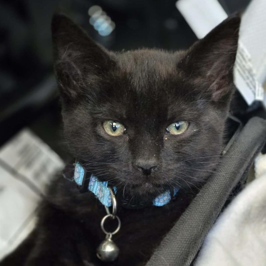 Enlarge Sigford, a Adoptable Domestic Short Hair in Veneta, OR image 2/2