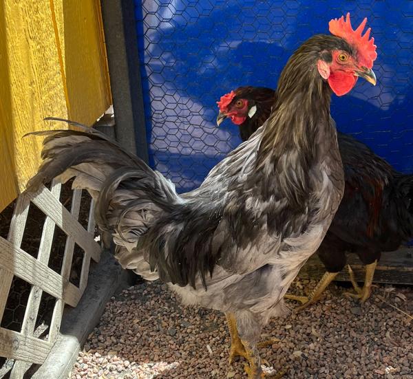 Enlarge Cookalike, a Adoptable mixed breed in Golden, CO image 1/1