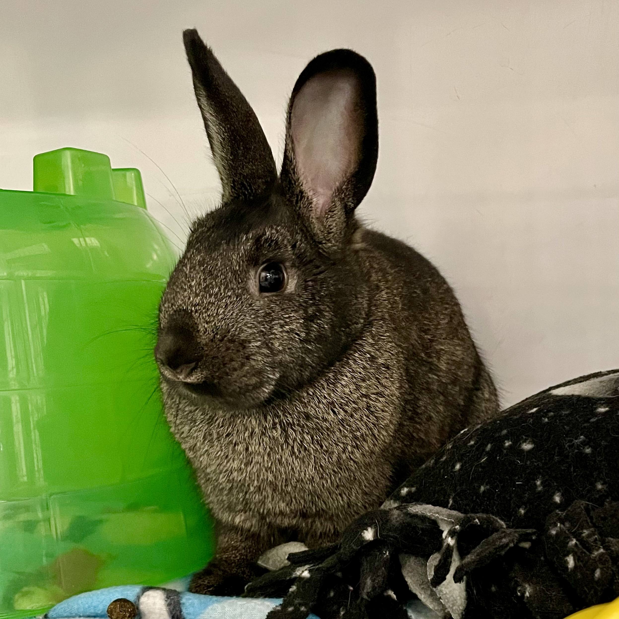 Rabbit for adoption Eclipse, a Chinchilla & Dwarf Mix in Chicago, IL