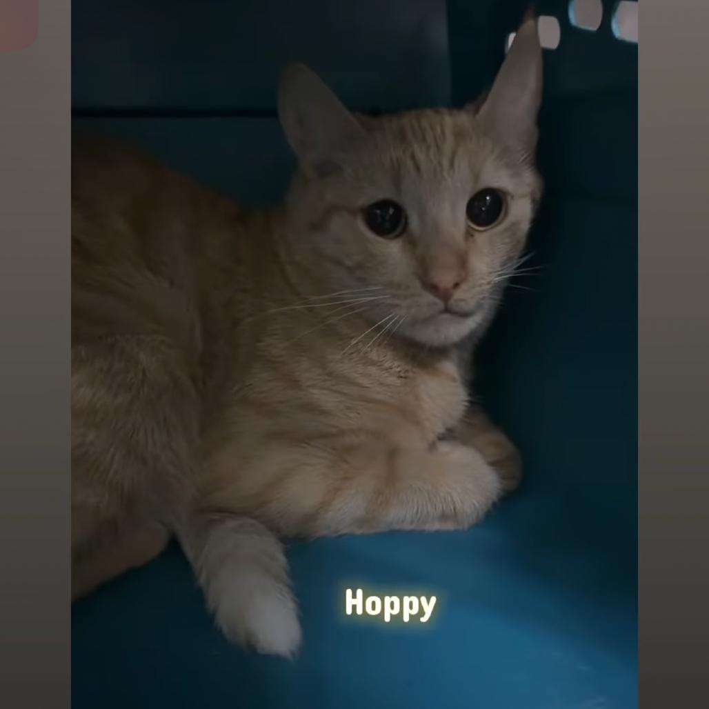 hoppy, Adoptable, Young Female Domestic Short Hair.