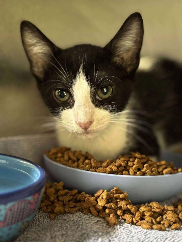 Paltrow, Adoptable, Kitten Male Domestic Short Hair.