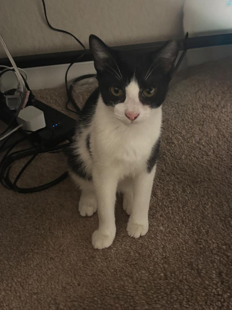 Paltrow, Adoptable, Kitten Male Domestic Short Hair.