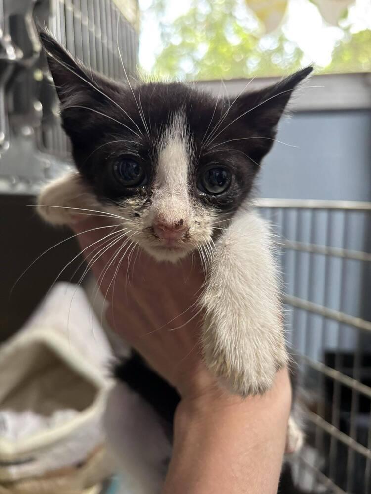 Paltrow, a Adoptable Domestic Short Hair in Statesboro, GA image 3/4