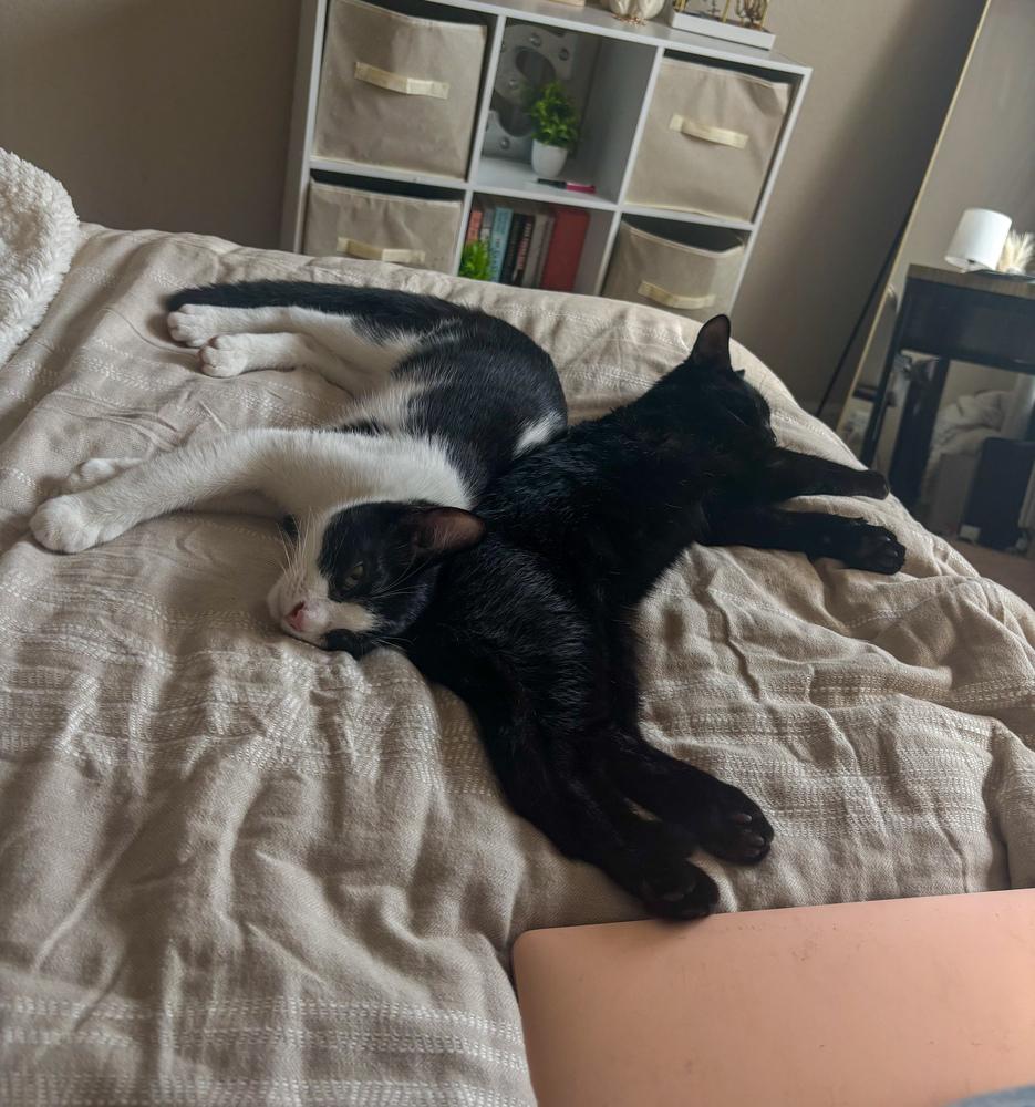 Paltrow, a Adoptable Domestic Short Hair in Statesboro, GA image 4/4