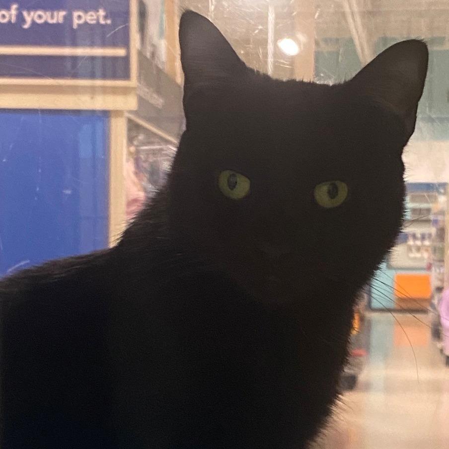 Dusk, Adoptable, Young Male Domestic Short Hair.