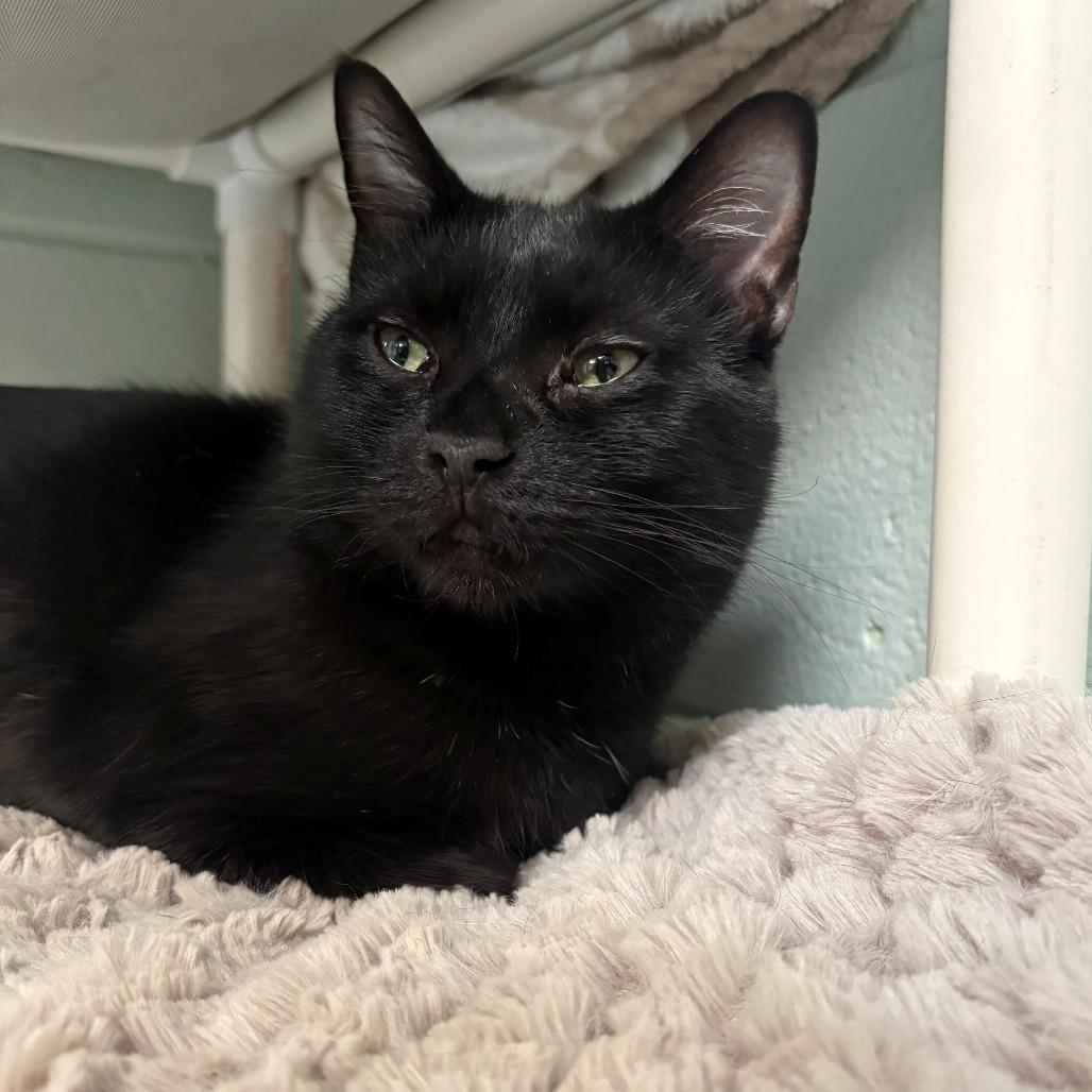 Enlarge Dusk, a Adoptable Domestic Short Hair in East Hanover, NJ image 1/6