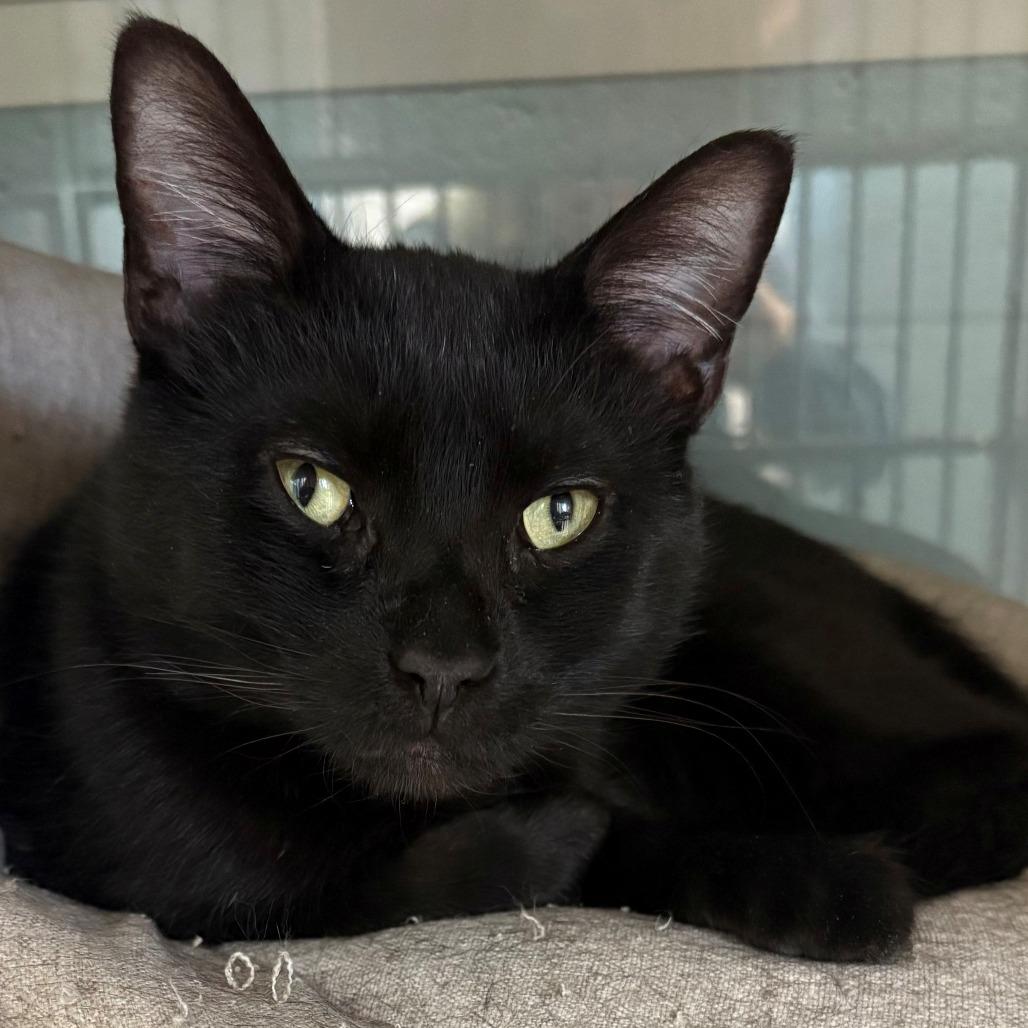 Dusk, Adoptable, Young Male Domestic Short Hair.