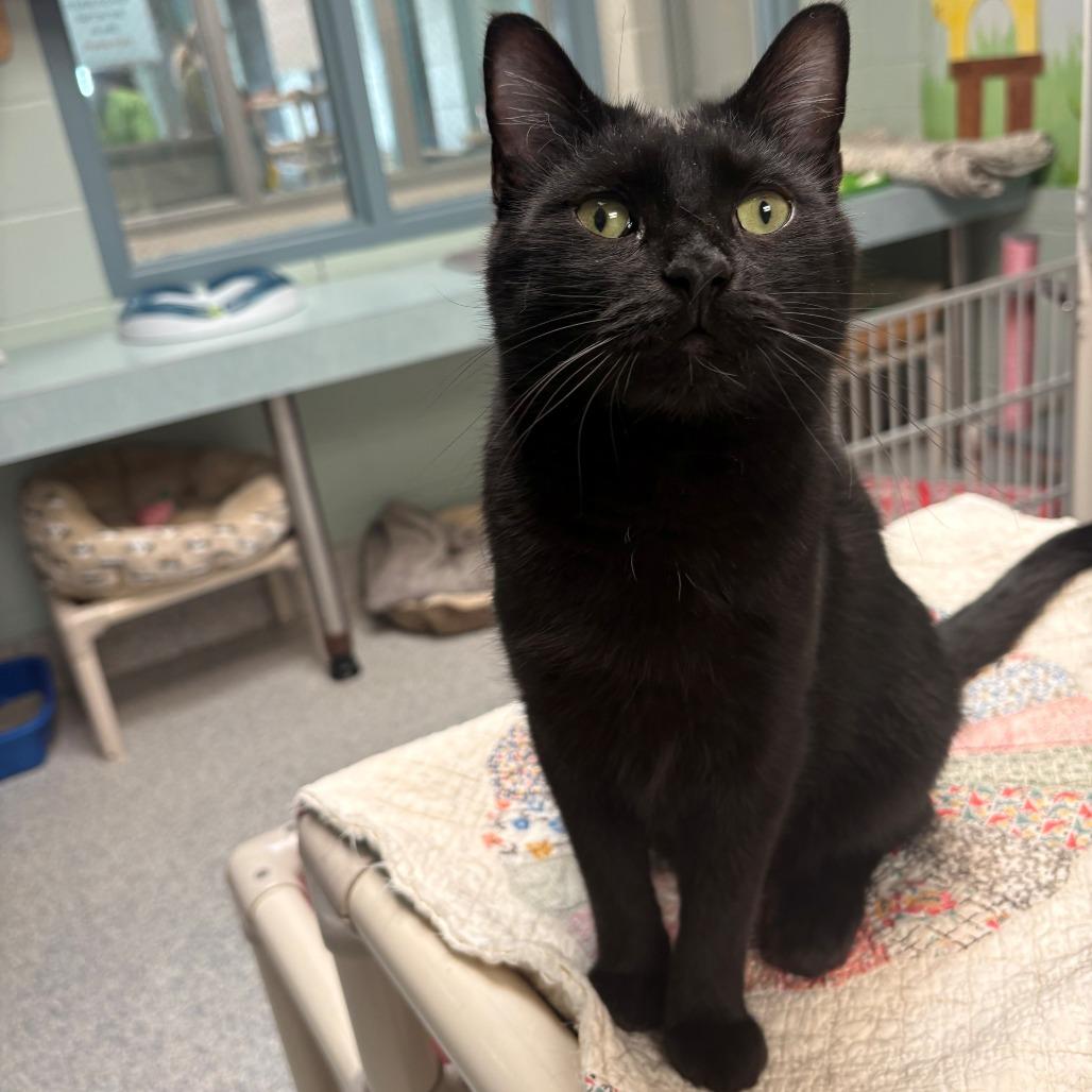 Enlarge Dusk, a Adoptable Domestic Short Hair in East Hanover, NJ image 3/6