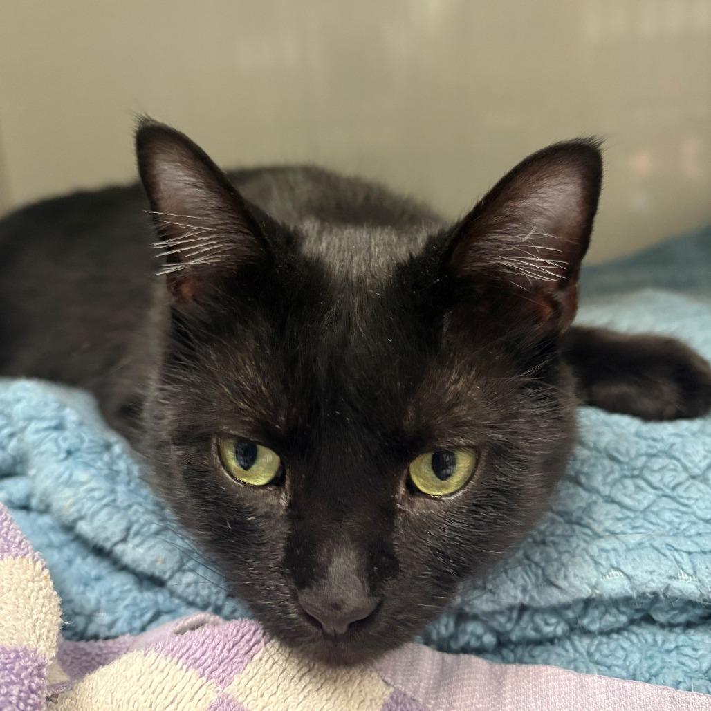 Enlarge Dusk, a Adoptable Domestic Short Hair in East Hanover, NJ image 4/6