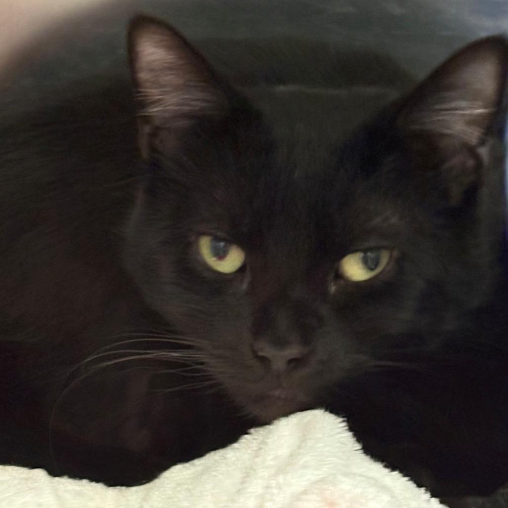 Enlarge Dusk, a Adoptable Domestic Short Hair in East Hanover, NJ image 1/3