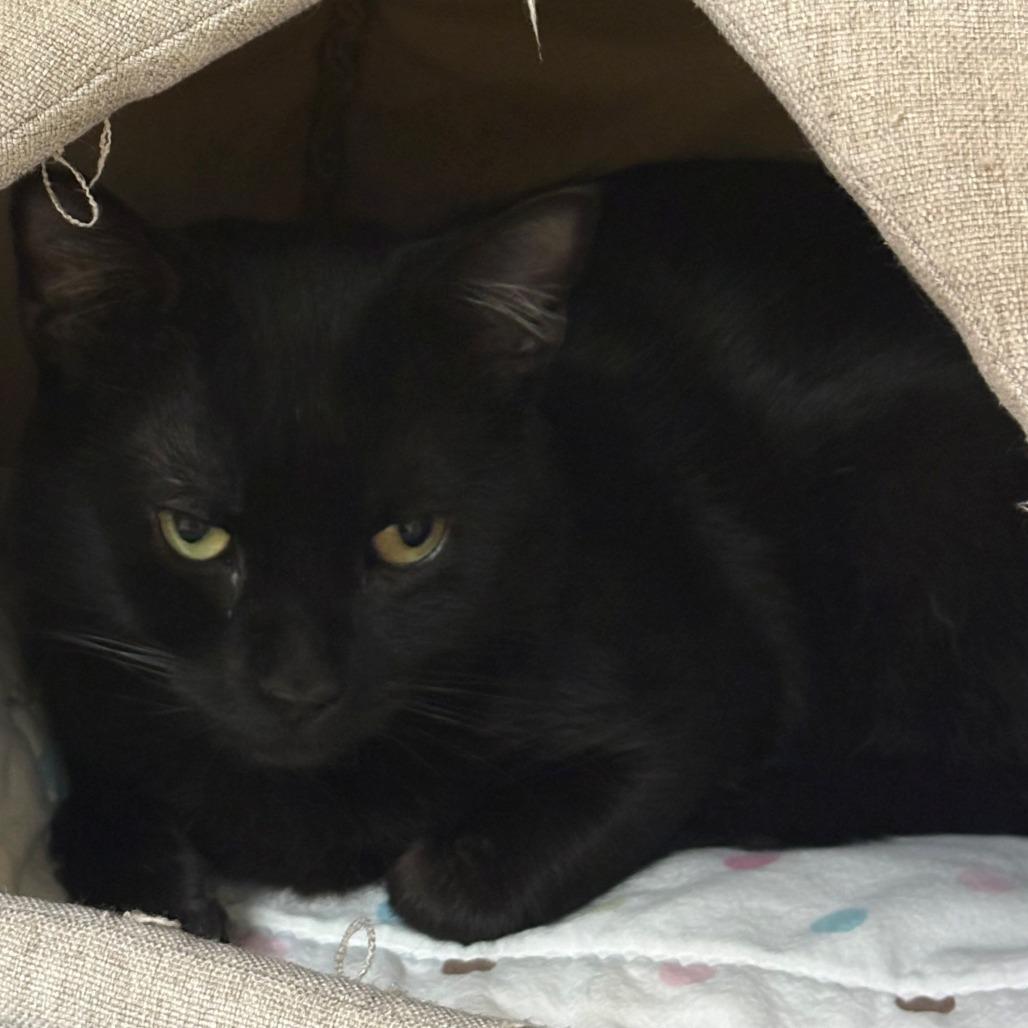 Enlarge Dusk, a Adoptable Domestic Short Hair in East Hanover, NJ image 2/3