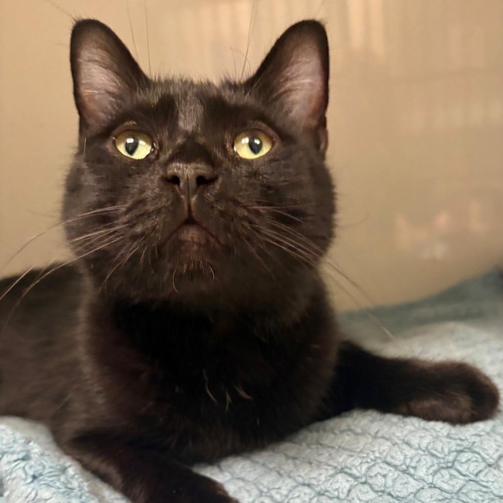 Enlarge Dusk, a Adoptable Domestic Short Hair in East Hanover, NJ image 4/6