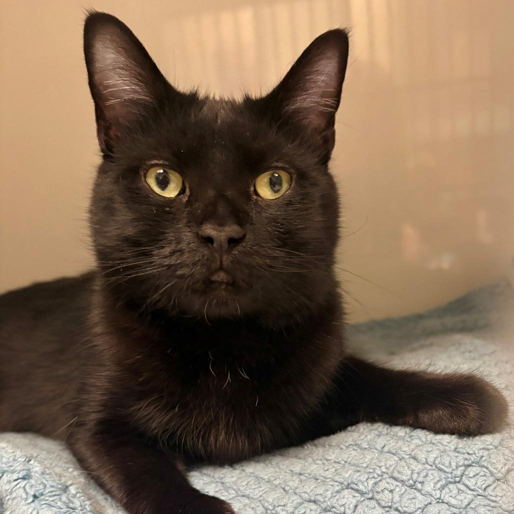 Enlarge Dusk, a Adoptable Domestic Short Hair in East Hanover, NJ image 5/6