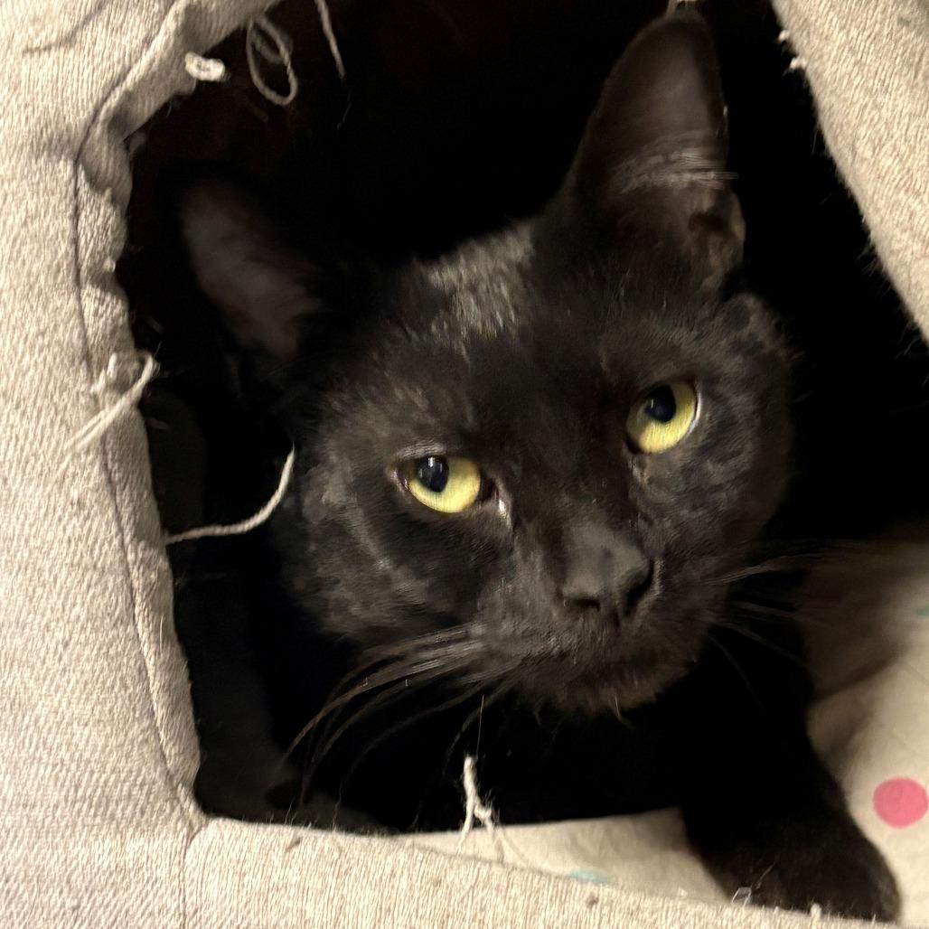 Enlarge Dusk, a Adoptable Domestic Short Hair in East Hanover, NJ image 3/3
