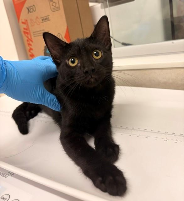 Enlarge BANDIT, a Adoptable Domestic Short Hair in Baytown, TX image 1/1