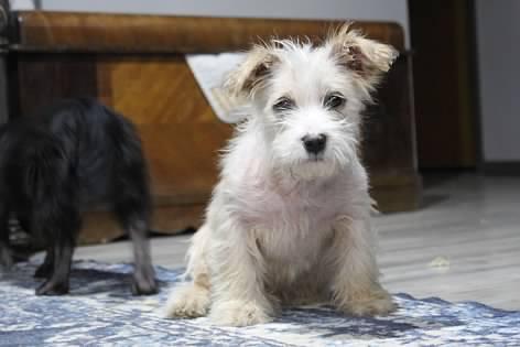Amora , adopted, Puppy Female Mixed Breed.