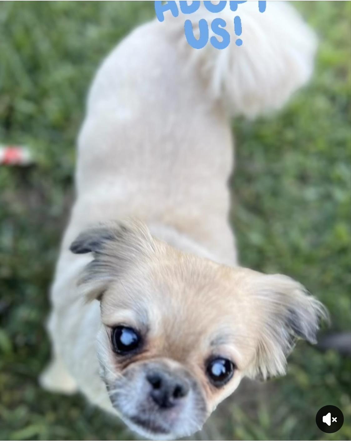 Molly, a ADOPTABLE mixed breed in Woodlawn, TN image 2/2