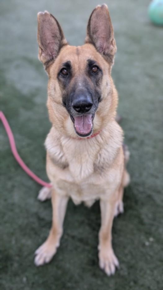 NADIA, Adoptable, Adult Female German Shepherd Dog.