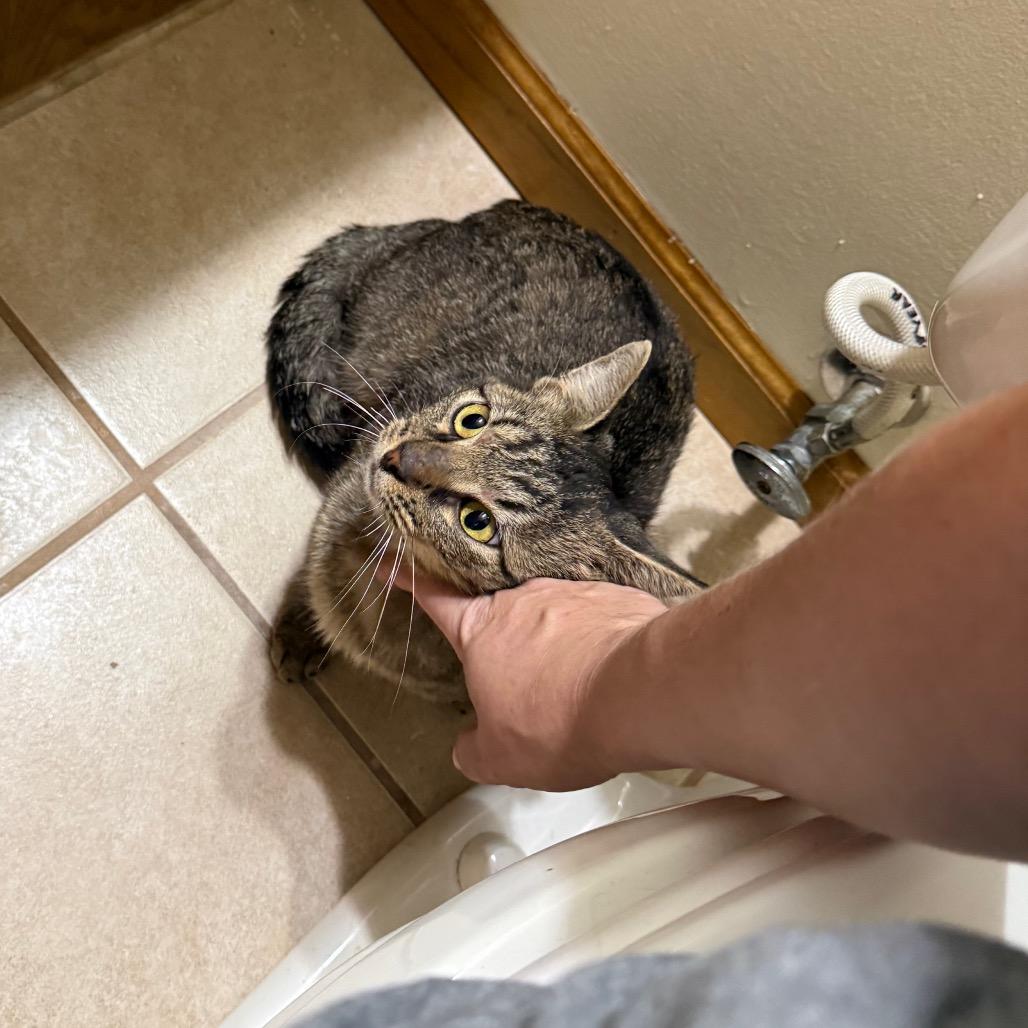 Enlarge Ringo, a Adoptable Domestic Short Hair in Kansas City, MO image 2/2