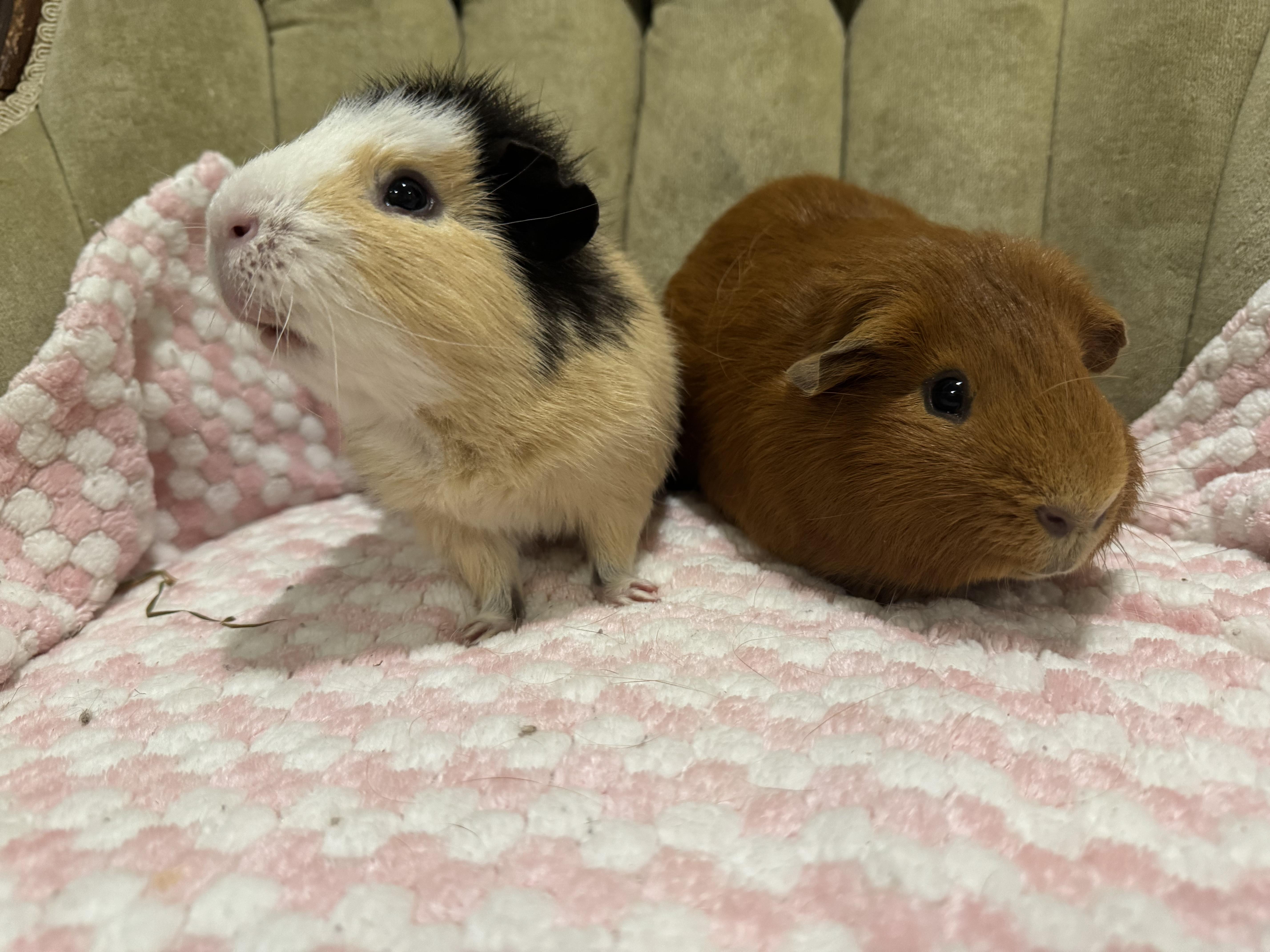 PJ and Rowdy, ADOPTABLE, Adult Male Abyssinian.