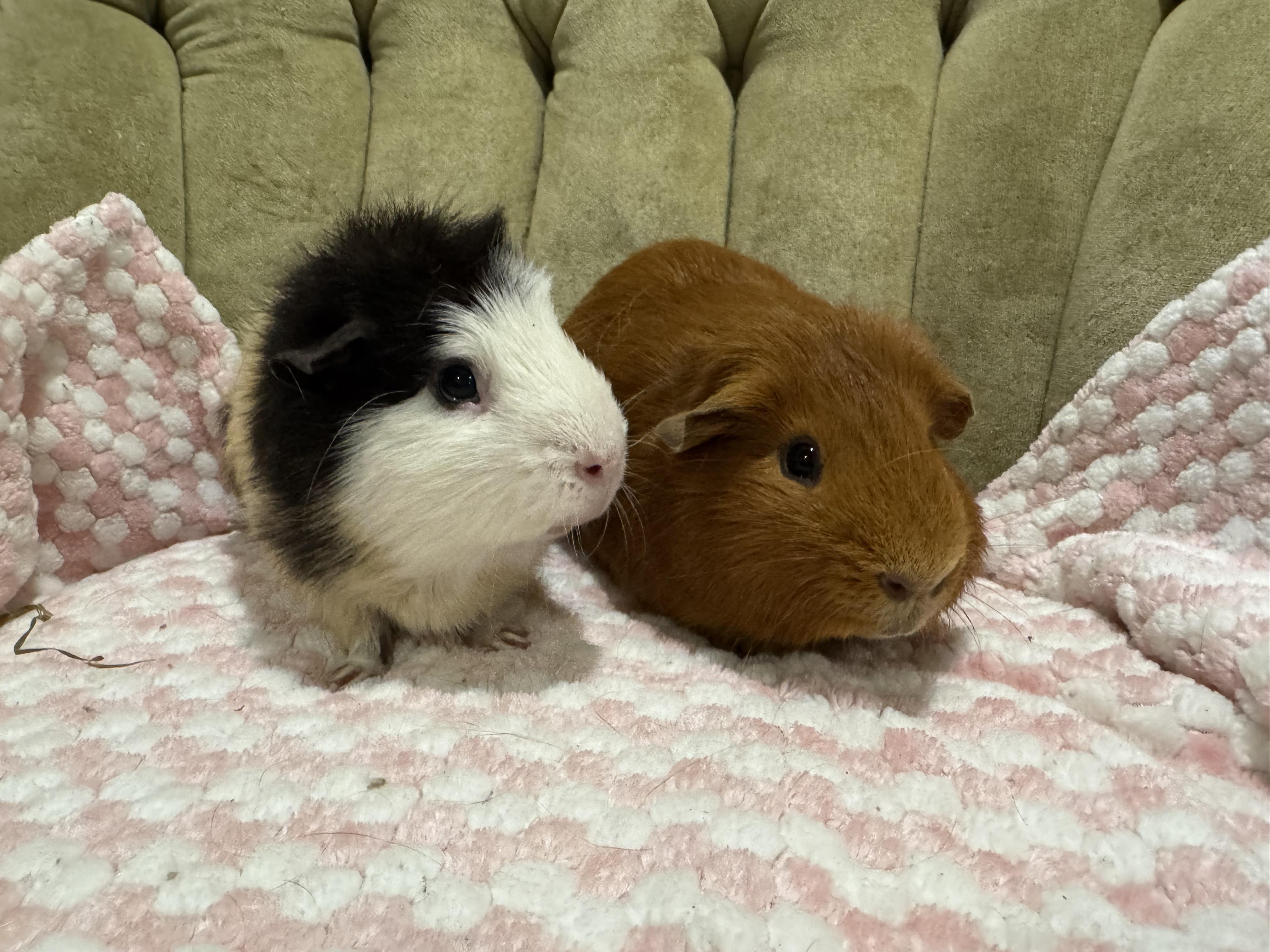 Enlarge PJ and Rowdy, a ADOPTABLE Abyssinian in Walnut Grove, CA image 2/3
